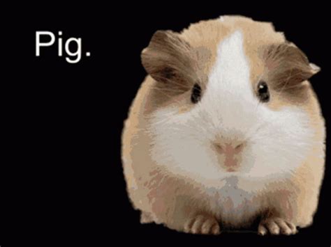 Guinea Pigs GIFs | Tenor