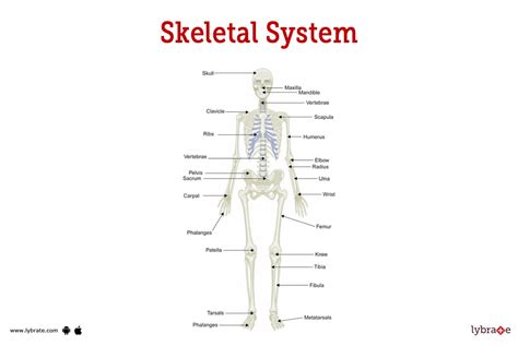 Skeletal System (Human Anatomy): Picture, Functions, Diseases, and ...