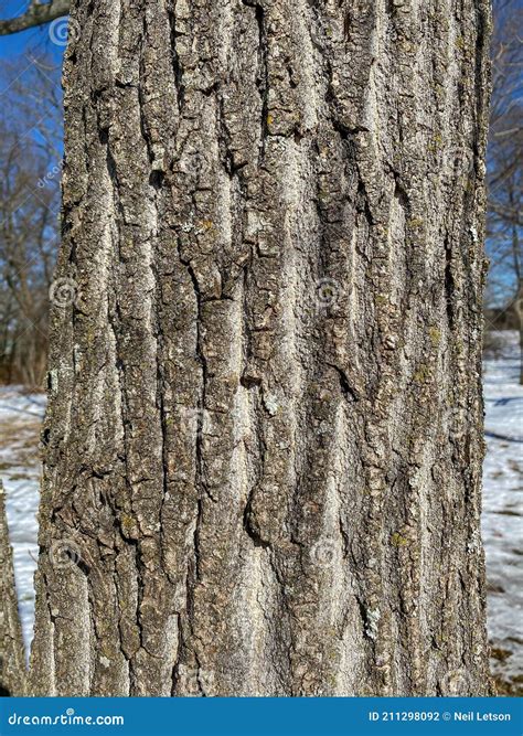 Tree Identification: Eastern Cottonwood. Poplus Deltoides Stock Photo ...