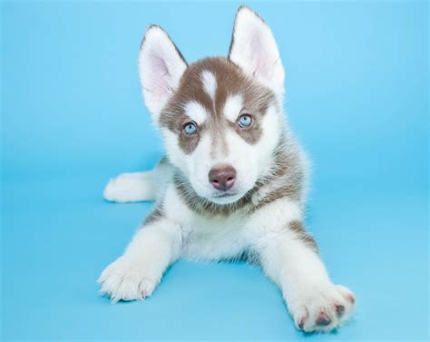 7 Siberian Husky Pups With Stunning Blue Eyes