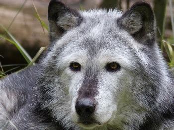 Timber Wolf Facts: Lesson for Kids | Study.com