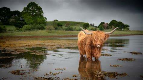 Highland Cattle 4K, Cow, HD Wallpaper | Rare Gallery