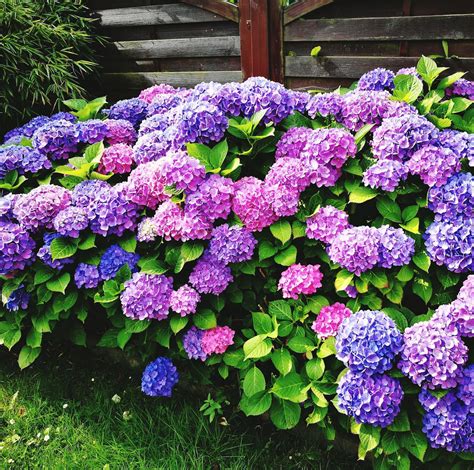 This Ingenious Trick Changes the Color of Your Hydrangeas | Growing ...