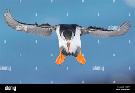 Puffin in flight - Norway Stock Photo - Alamy