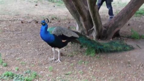 Funny peacock - YouTube