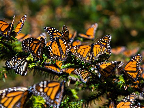 More monarch butterflies in Mexico, but numbers still low | Science | AAAS