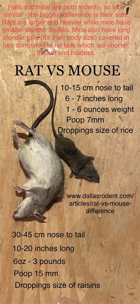 How to tell difference between Rats & Mice | Rat vs Mouse Pictures ...