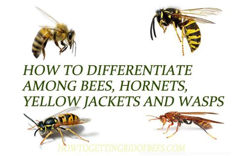 How to Differentiate among Bees, Hornets, Yellow Jackets And Wasps