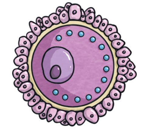 What is an egg cell? | Twinkl Teaching Wiki - Twinkl