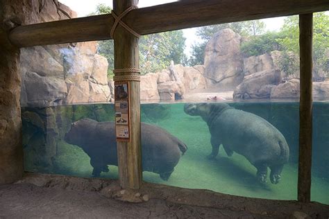 Hippo Cove, Cincinnati Zoo & Botanical Garden