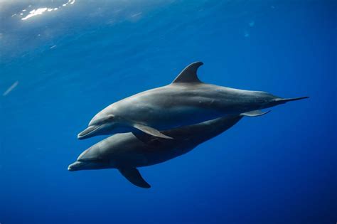 The Marine Mammal Center | Common Bottlenose Dolphin