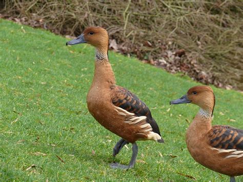 Fulvous Whistling-Duck - Dendrocygna bicolor - NatureWorks