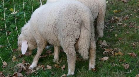 Docking Sheep Tails: Do Or Don't - SheepCaretaker