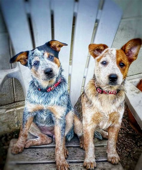 Sweet Aussie Cattle Dog, Cattle Dogs Rule, Australian Cattle Dogs ...