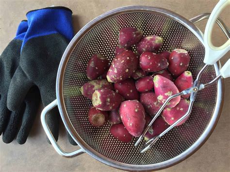 How to Harvest Prickly Pear and What to Do With Them - Rural Living Today