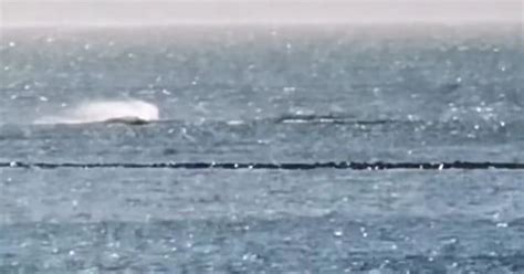 Large whale pod spotted swimming around Salthill as video shows ...