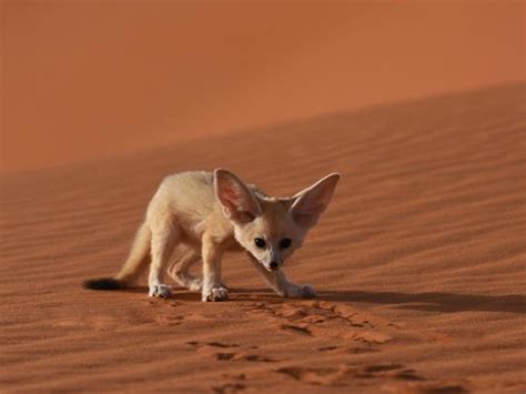 Africa Sahara Desert Animals