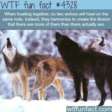 Timber Wolf 10 Facts