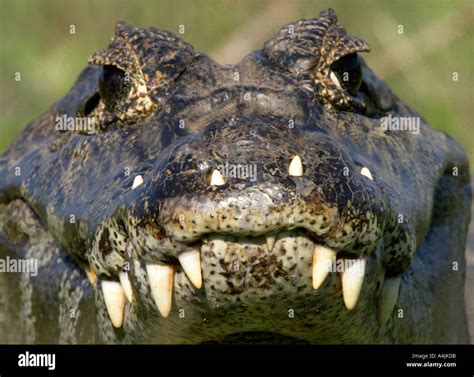 RA-375D SPECTACLED CAIMAN WITH TEETH THROUGH LIP Stock Photo - Alamy