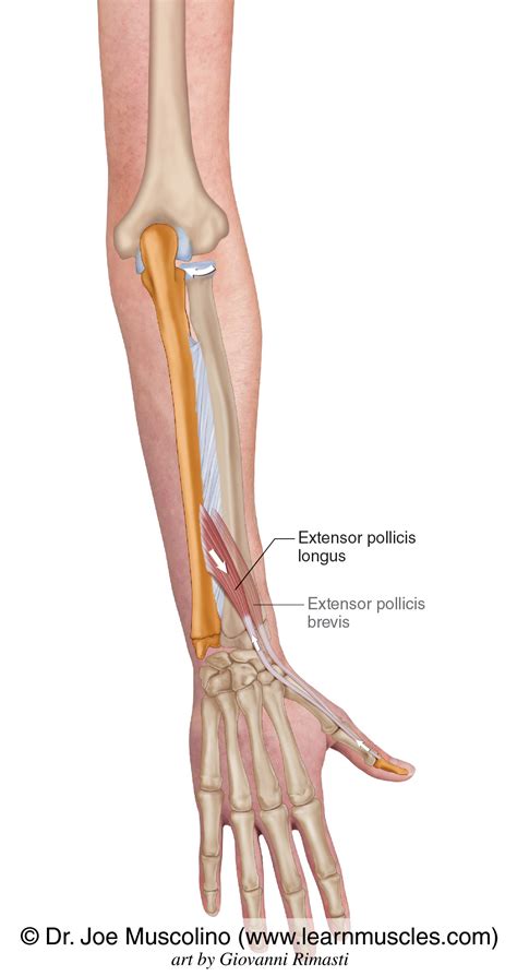 Extensor Pollicis Longus - Learn Muscles