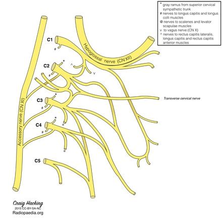 Transverse Cervical Vein