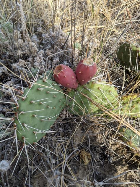 Plains Prickly Pear (U.S. National Park Service)