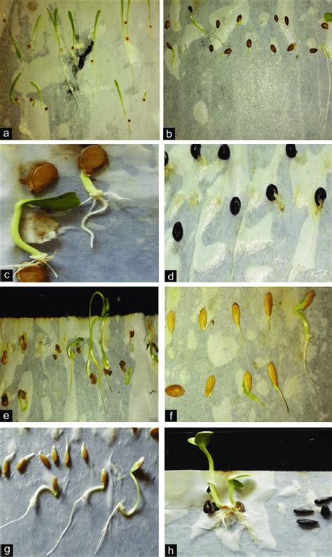 Illustration of Seed germination experiment of following crops by the ...