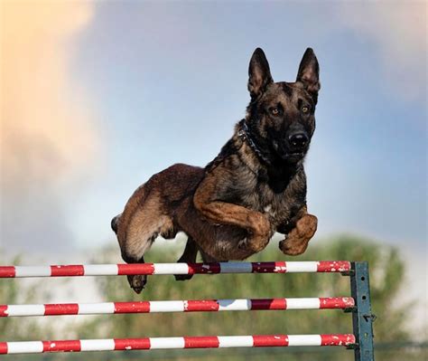 Premium Photo | Training of belgian shepherd