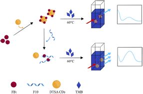 Establishment of fumonisin B1 detection method for catalytic ...