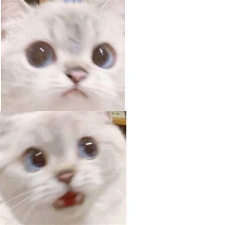 Surprised cat template : r/MemeTemplatesOfficial