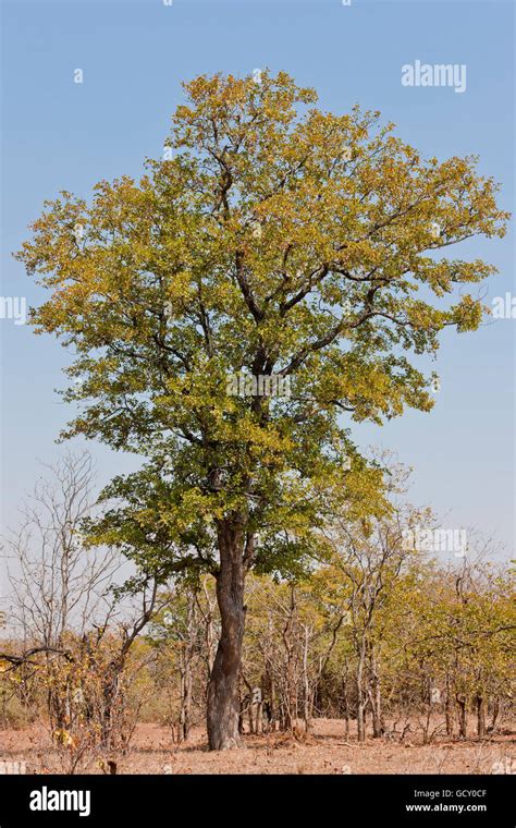 Mopane tree colophospermum mopane hi-res stock photography and images ...