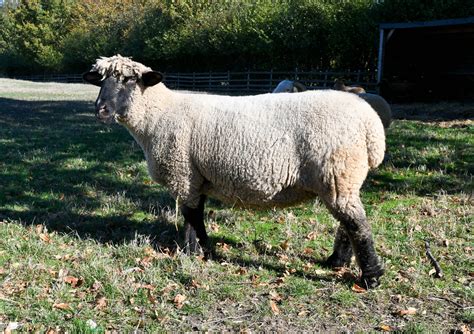 Oxford Sheep - The Livestock Conservancy