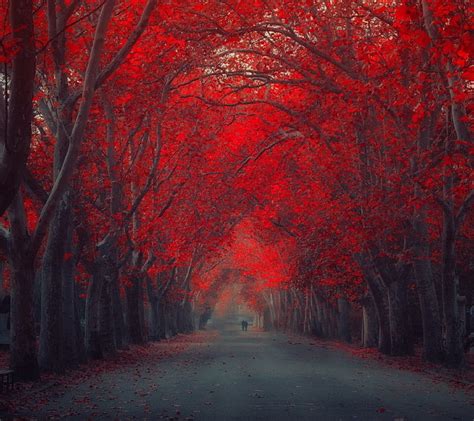 720P free download | Red Nature, forest, red forest, HD wallpaper | Peakpx