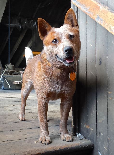 red heeler puppies for sale medford oregon - Kasie Mena