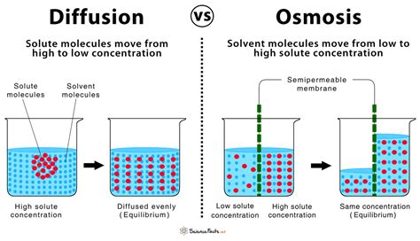 Osmosis Diagram Labeled