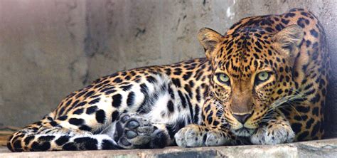 Indochinese Leopard's Range Has Shrunk by more than 94 Percent | Blog ...