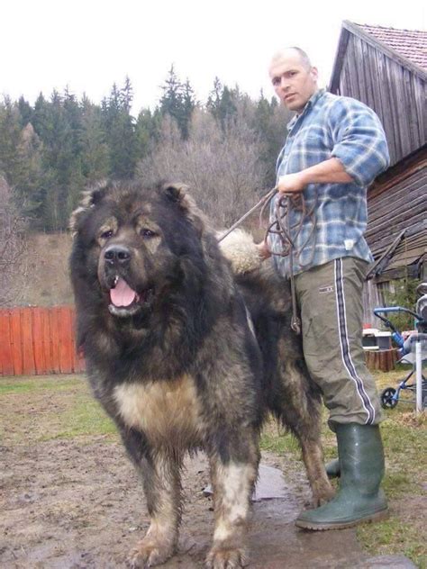 İşte Kars çoban köpeği diger adı Kafkas kangallı | Kangal köpeği, Çoban ...