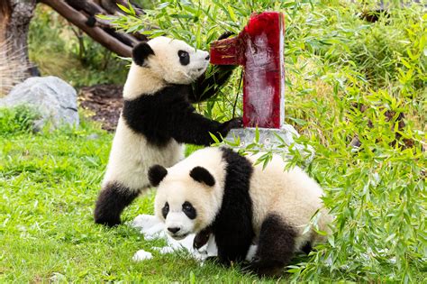 A year of panda-cub cuteness – Zoo Berlin