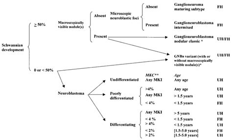 Children | Free Full-Text | Neuroblastoma: Tumor Biology and Its ...