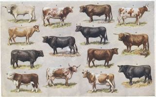 British rare and traditional cattle breeds - The Accidental Smallholder