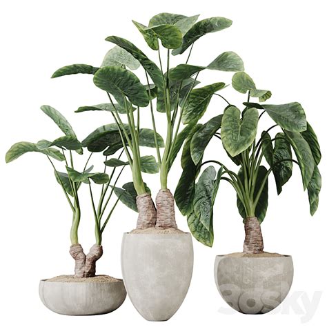 HQ HousePlants Cunjevoi Alocasia Jardin Brisbanensis Fittingly Elephant ...