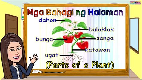 Parts Of The Plants Tagalog Mga Bahagi Ng Halaman Doovi | The Best Porn ...