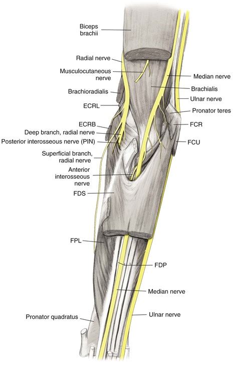 Elbow and Forearm | Musculoskeletal Key