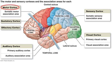 Parts Of The Brain Auditory Cortex - Human Anatomy