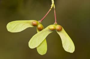 seed dispersal