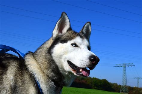 Breed Highlight: Siberian Husky - All Pets’ Blog of Current Happenings ...