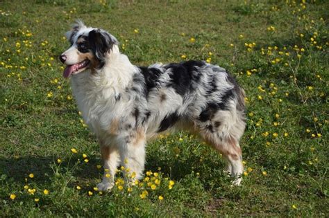 12 Australian Shepherd Colors, Markings & Patterns (With Pictures) | Hepper