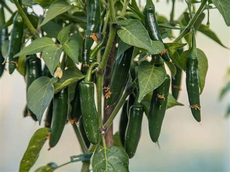 Serrano Pepper Plant [Complete Care Guide] | Family Food Garden ...