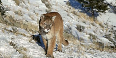 The Traveler's Guide to Zion National Park Wildlife | Mortons on the Move