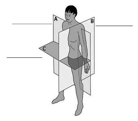 Label the Body Planes Diagram | Quizlet